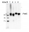 PsbC | CP43 protein of PSII